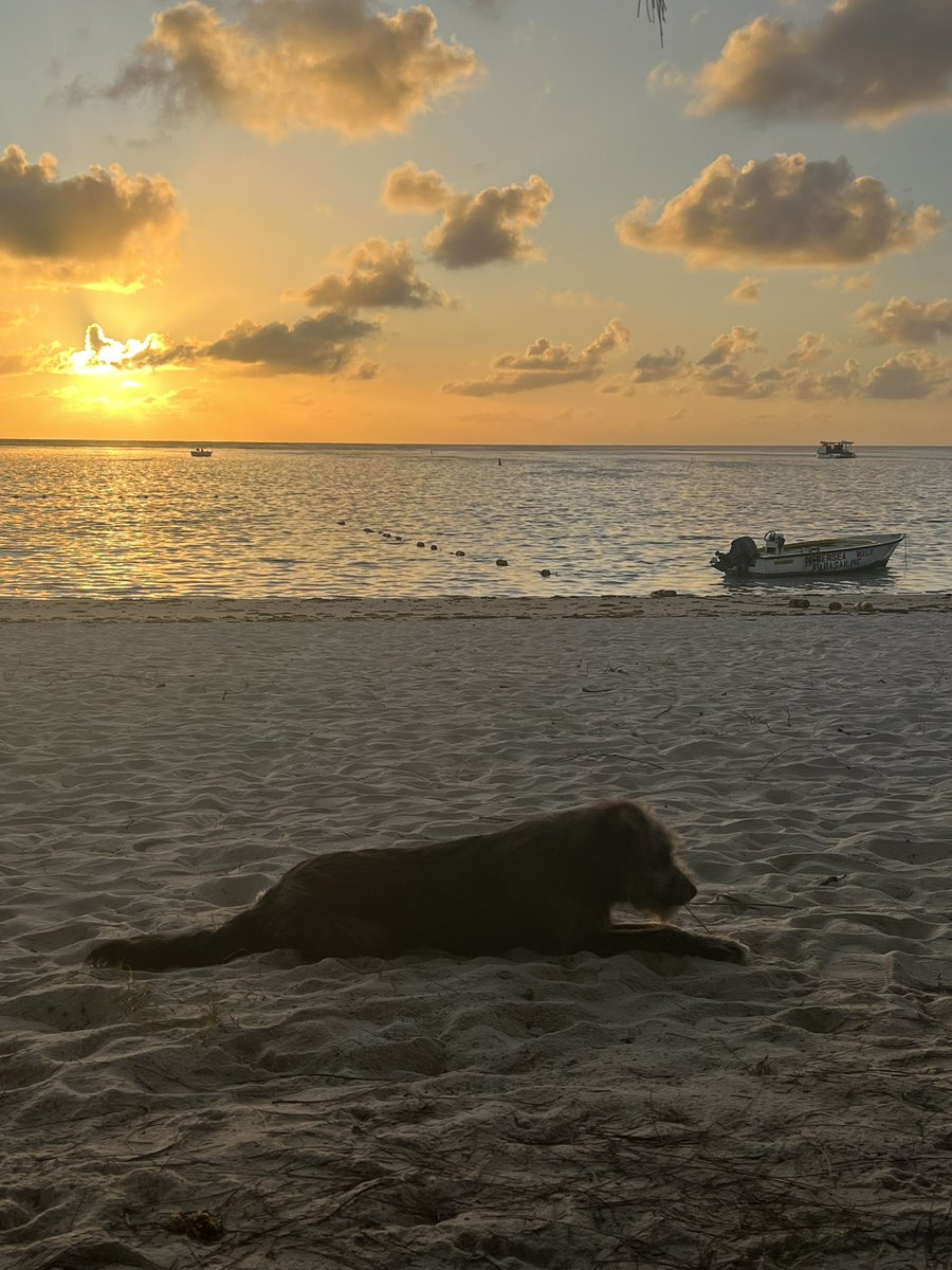 yasmine_oozeear's tweet photo. ANGELS come in different size !
#MyNewFriend
#Sunrise
#LongBeach
.,🌅… https://t.co/js651AEls5