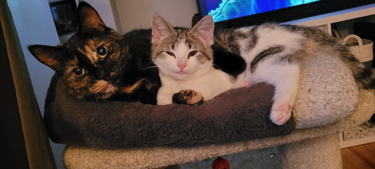 ErickaHToms's tweet photo. When your cats finally like each other 💙 https://t.co/T5u5lkHNZ2