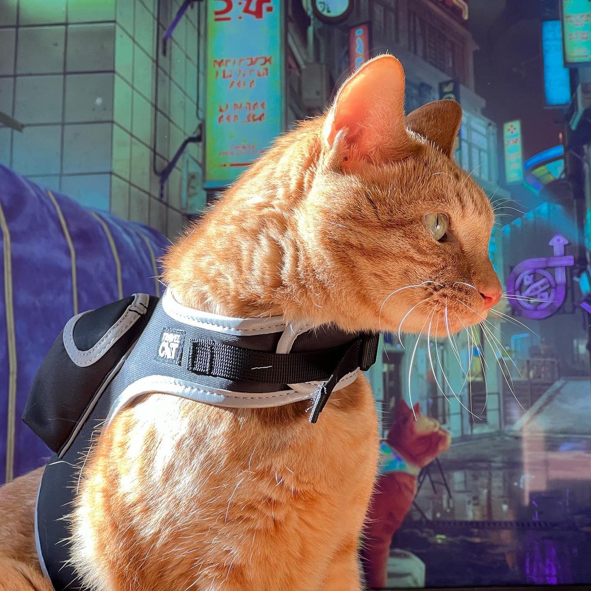 RedRoegadyn's tweet photo. Strayのコラボハーネスやっと届いたぁ～🐈

#cat #neko #猫 #travelcat #yourcatbackpack #travelcatlife #stray #straygame

https://t.co/TxD83axDzm https://t.co/BW0f8h8asJ