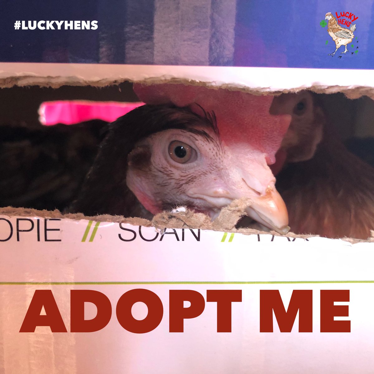 Lucky Hens Rescue 🐔 tweet media