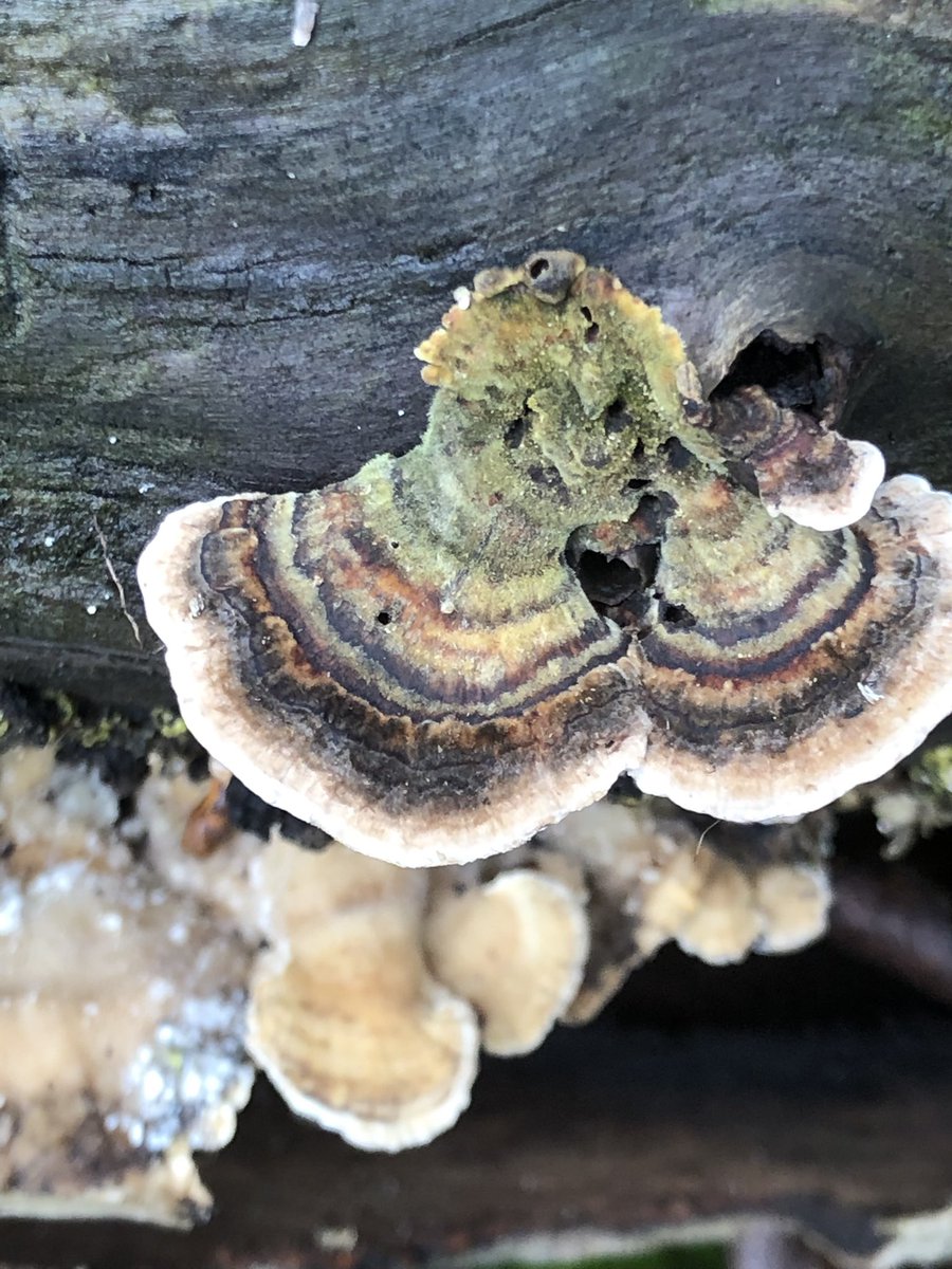 GingerGreenie's tweet photo. @fungi_fanatic I love the colours . https://t.co/cOlHbKkIEn
