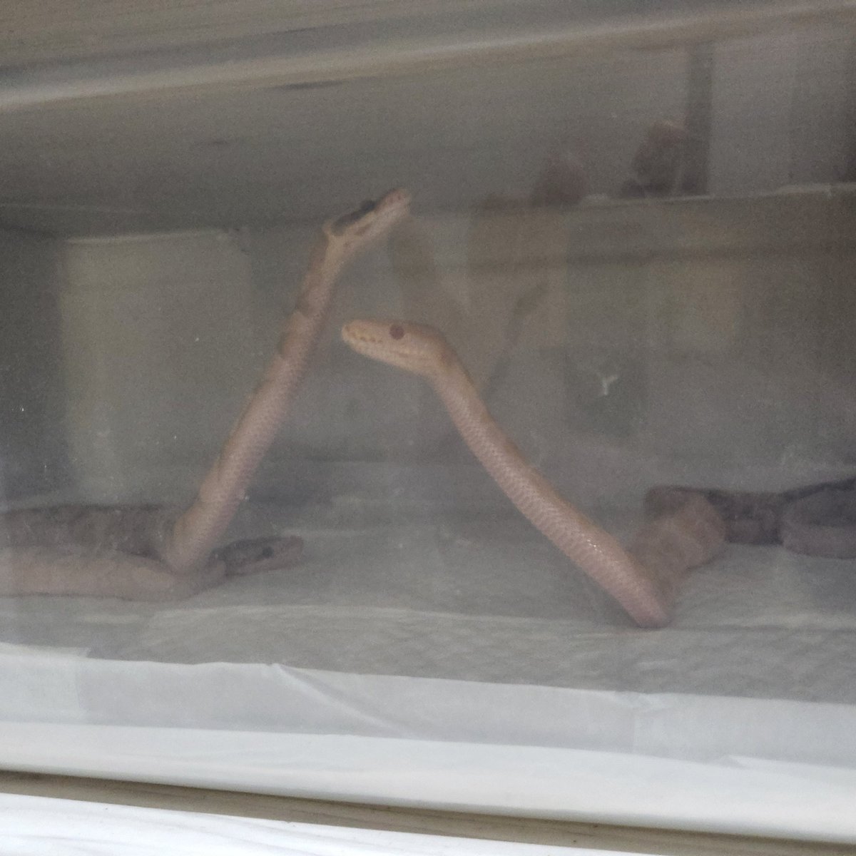 애기들 렉사 청소한다고 잠시 합쳐뒀더니 기웃기웃하는중
귀여워😍