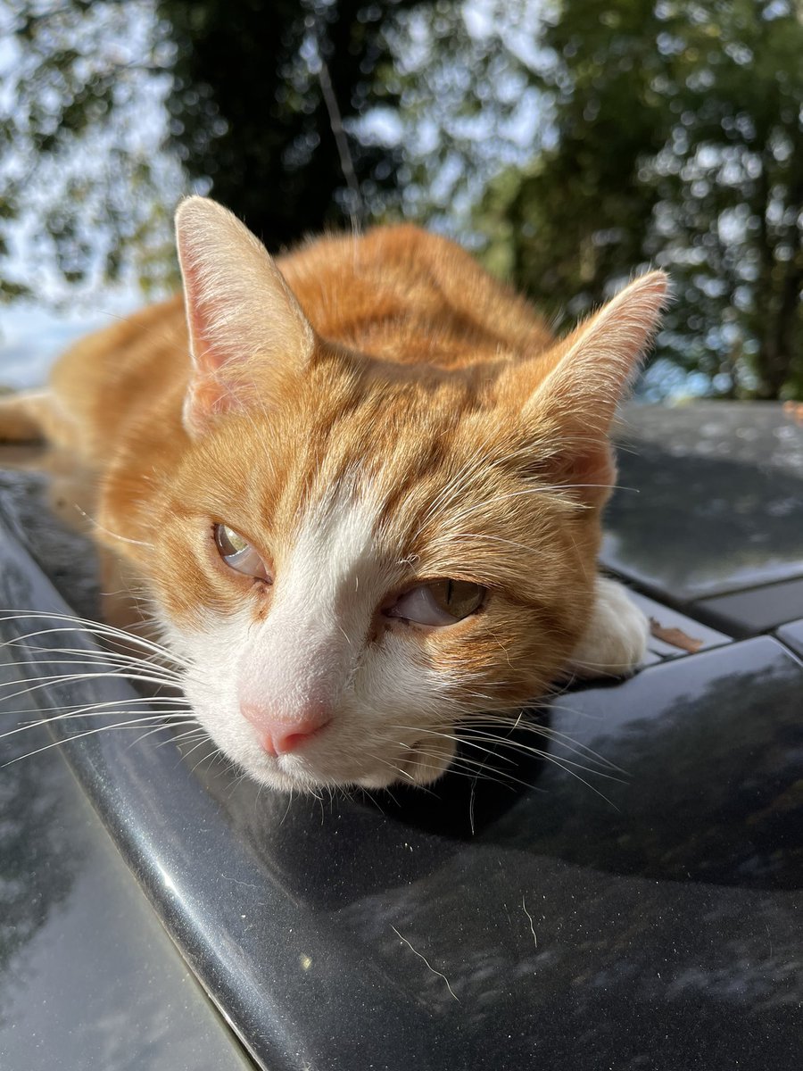 This evening I am having a ride in my dads car to see the:

Very
Enormous 
Treato

Apparently dad wants the vetnhairy person to find out why my 3rd eyelids are visible and in exchange I get a giant Treato 

<a href="/BlacksVets/">Blacks Vets</a> #CatsOfTwitter #Cat #cats #CatsOnTwitter #vets