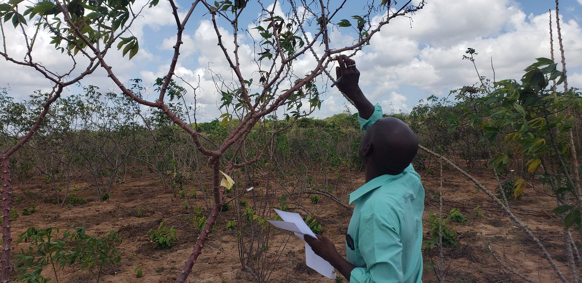 JYabeja's tweet photo. How @TOSCI assess knowledge of @disease symptoms recognition for their authorized seed inspectors who audit quality of cassava seed produced at QDS level?. Through refresher training, IITA,MEDA and TARI staff tagged plants, TOSCI and ASI assess tagged plants and results compred. https://t.co/ZoIf32jaDU