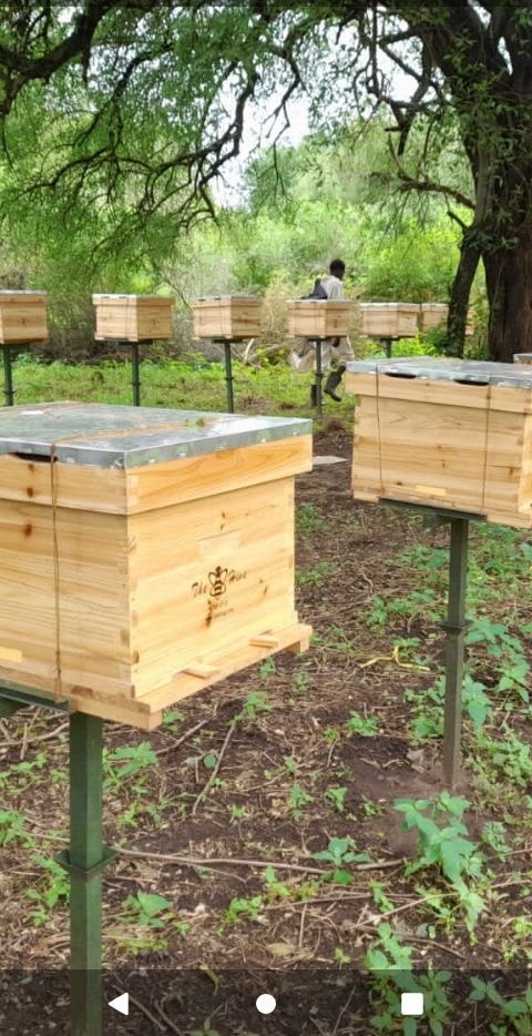 Alleviating Poverty Through Modern Sustainable Beekeeping 🚀
🐝🐝
🍯🍯
Morning activity today.#Hivemanagementservices #PureRawHoney  #ModernEquipment  at #thebeekeepershomeinafrica  +254706349748 | +256759665604