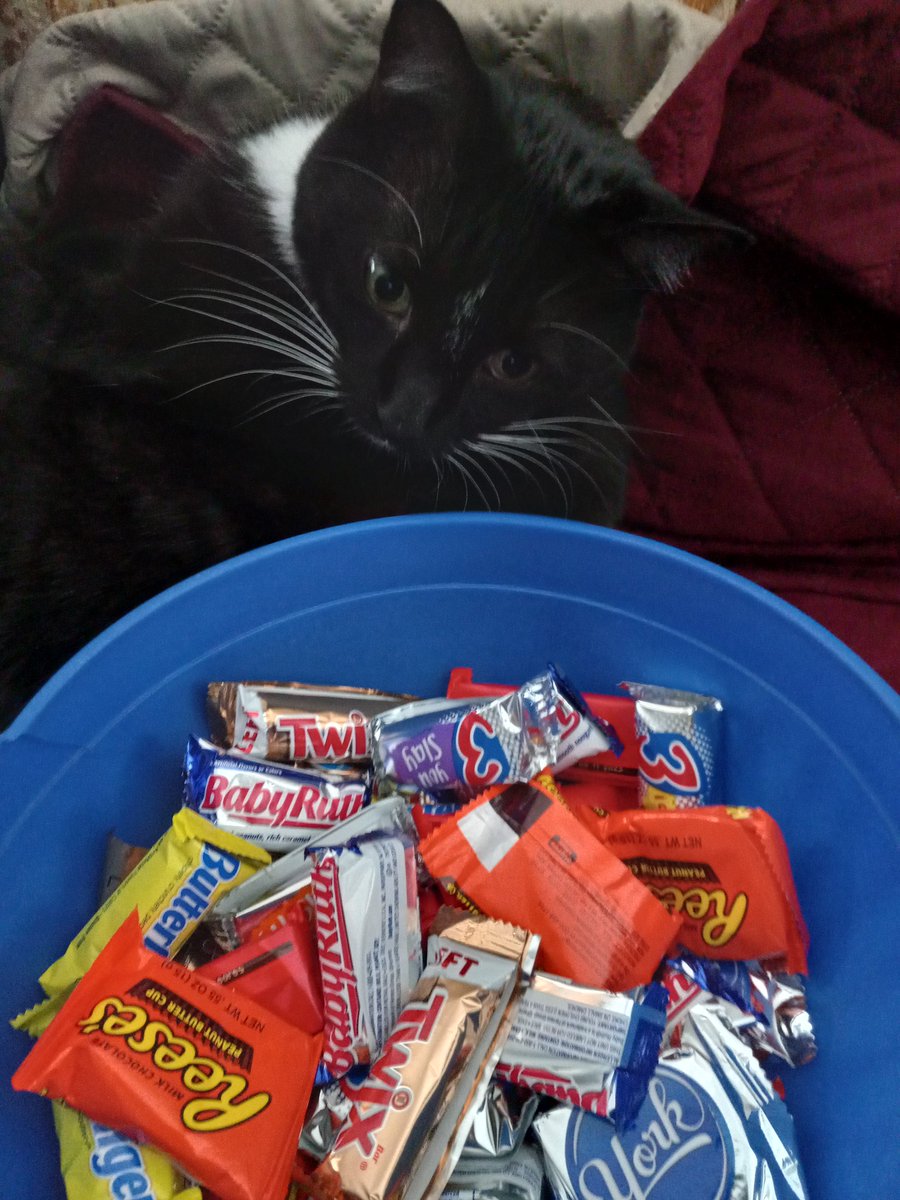 RalphCatAndPhil's tweet photo. I want candy https://t.co/a1ZESlDYG7