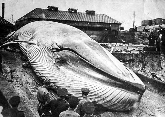 shadrapas's tweet photo. 🐋 После цунами
Северо–Курильск
1952

#shadrapasprehistory
рубрика #Аксолотль https://t.co/8FjX01Iud6