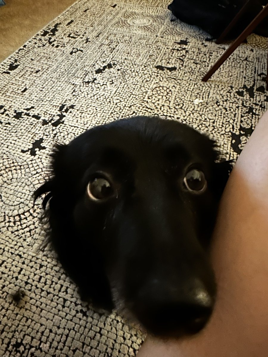 sofeuharose's tweet photo. I love you forever sweet girl. I love being ur dog momma 🥹💗 https://t.co/zbQa4Alb5T