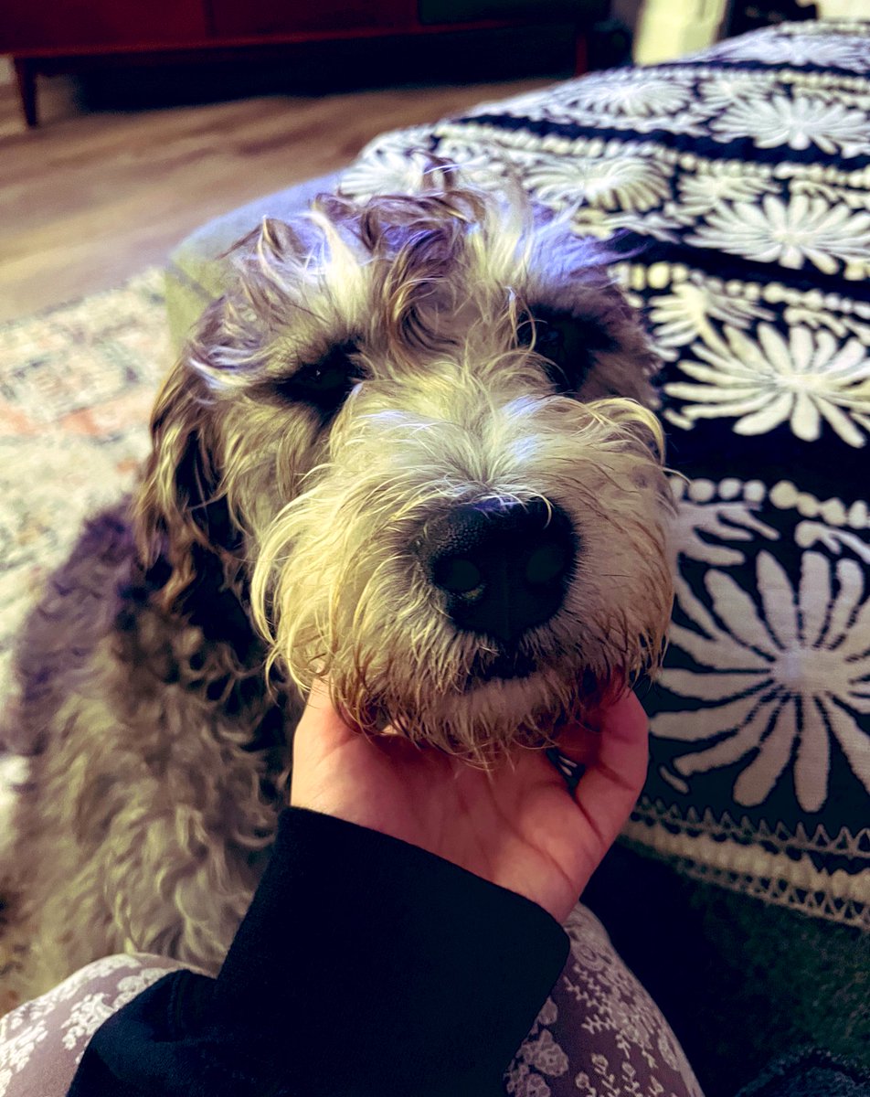 skinny_v's tweet photo. Okay I’ve never had a dog before 😩 it’s nice 😭😭😭❤️❤️❤️ https://t.co/ed0M8Wk3hQ