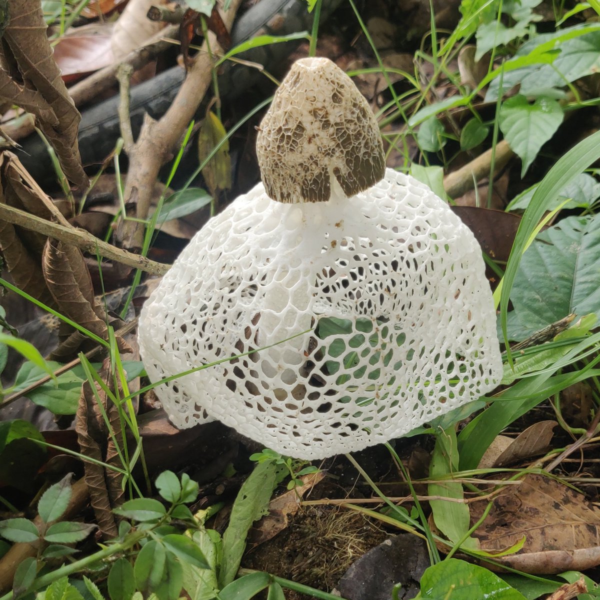 ajaykumar_fri's tweet photo. Phalllus indusiatus; the bridal veil stinkhorn in #RFRI #Jorhat #Assam #India
#wildlifephotography
#mushroom
#oneplus6
#oneplus
#oneplusphotography
#NaturePhotography https://t.co/KrNpdfjigv