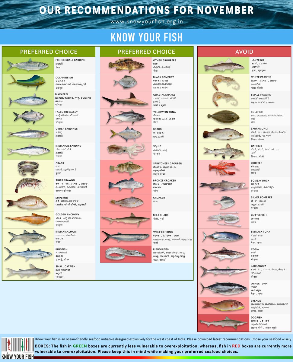 knowyourfish's tweet image. Check out our November seafood recommendations for the Indian west coast. Remember to choose responsibly and be a sustainable seafood consumer!