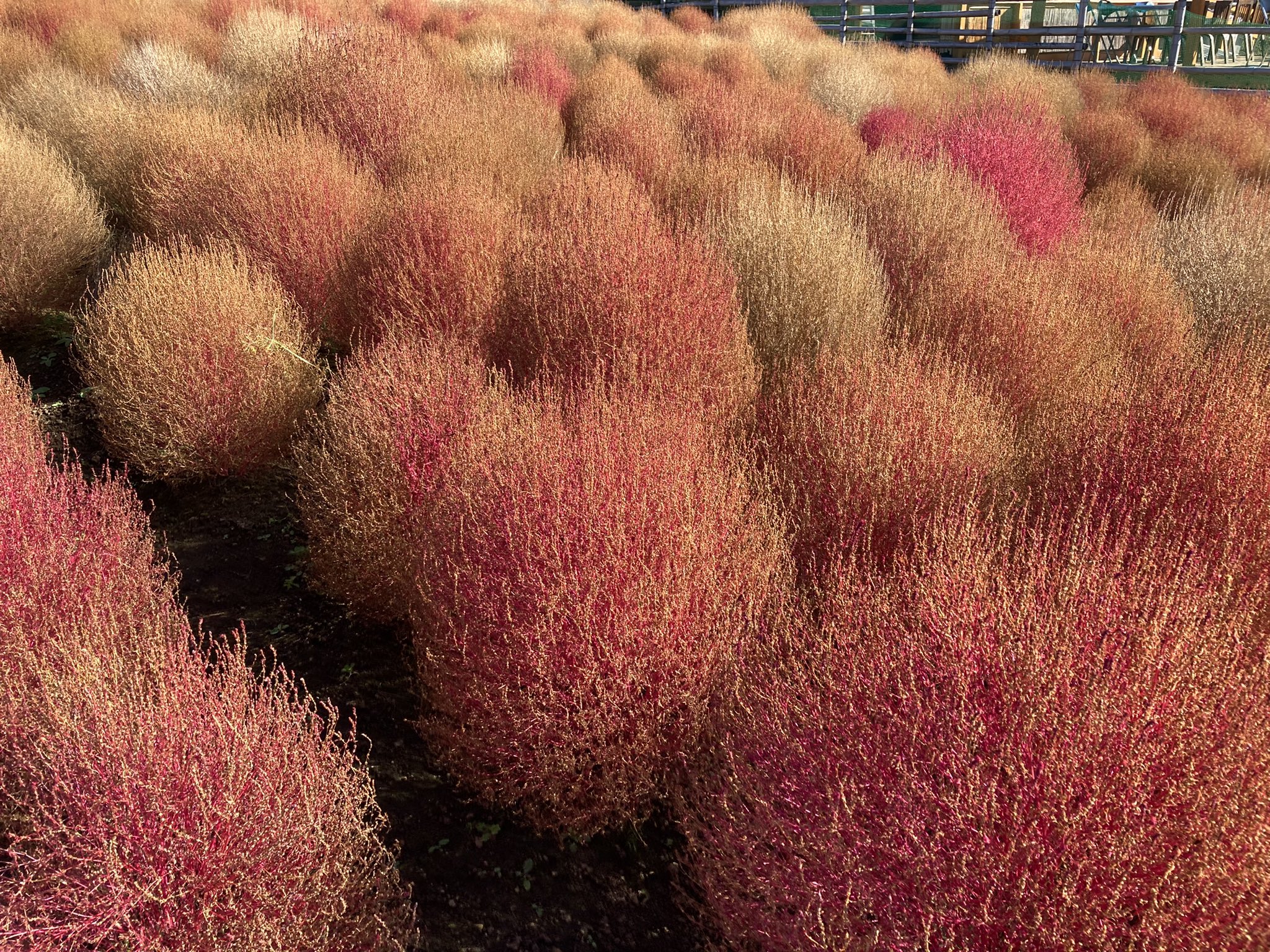 コキアの里 Twitter Search Twitter