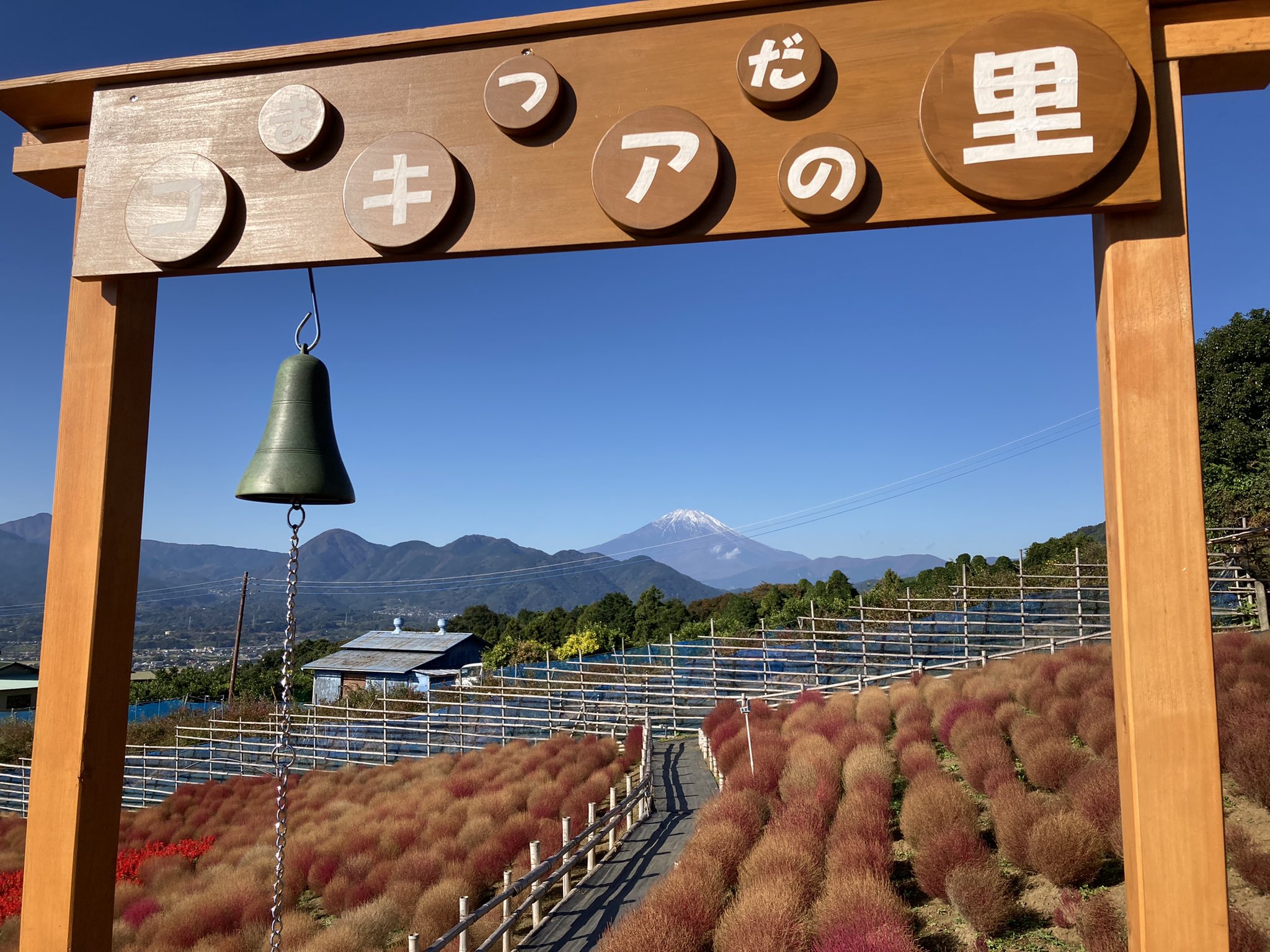 コキアの里 Twitter Search Twitter