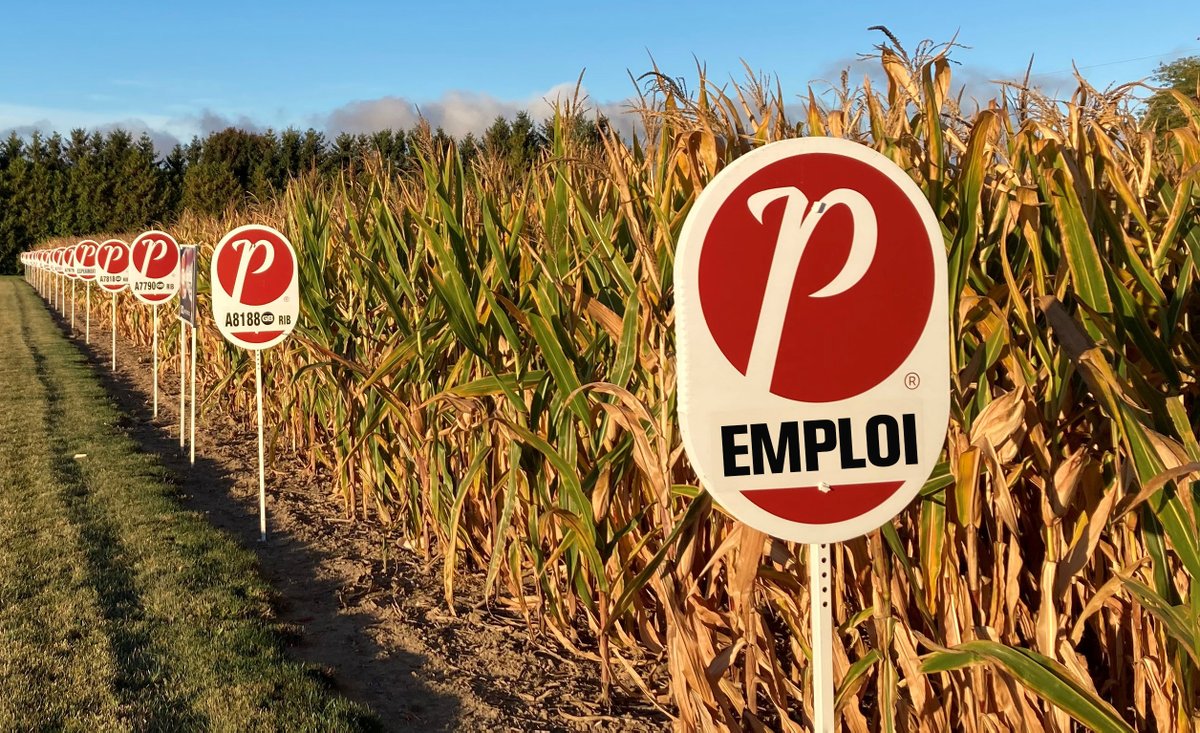 SEMENCESPRIDE's tweet photo. Offre d'emploi : Postes de stagiaire en agronomie
PRIDE Seeds recrute pour 6 postes dans 3 provinces : Ontario, Québec et Manitoba.
Étudiants universitaires / collégiaux, obtenez une expérience agricole pratique. https://t.co/1anXHKUFf7 https://t.co/JJyHbcAxaR