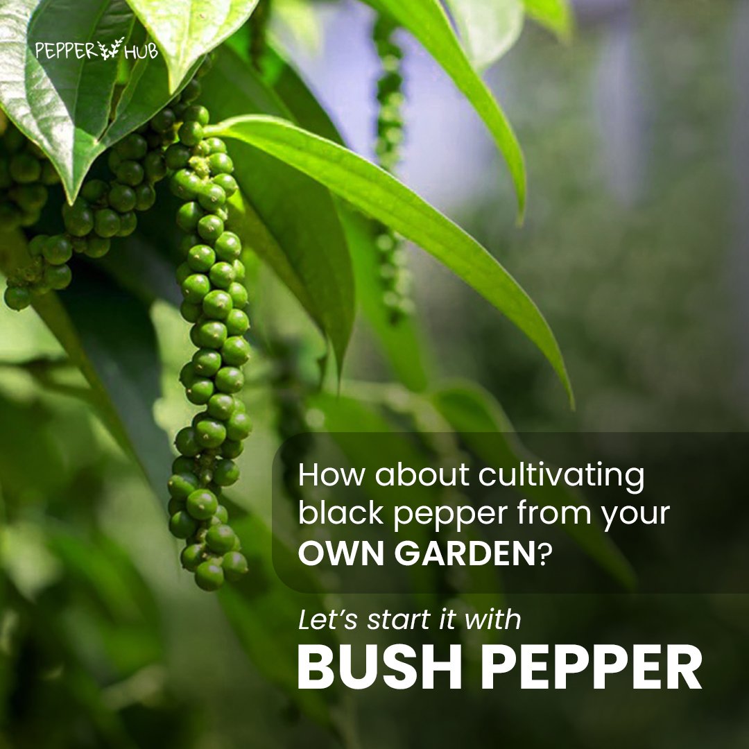 hubpepper's tweet photo. Having own Vegetable Garden is like treasure reserve for health. When #cultivateyourself you eat healthy.
Buy best quality bush pepper plants online
👇👇👇👇👇
https://t.co/k3Sa8DX265
#pepperhub #bushpepper #bushpepperplant #homegarden #garden #vegitablegarden https://t.co/CSNjntfzW9