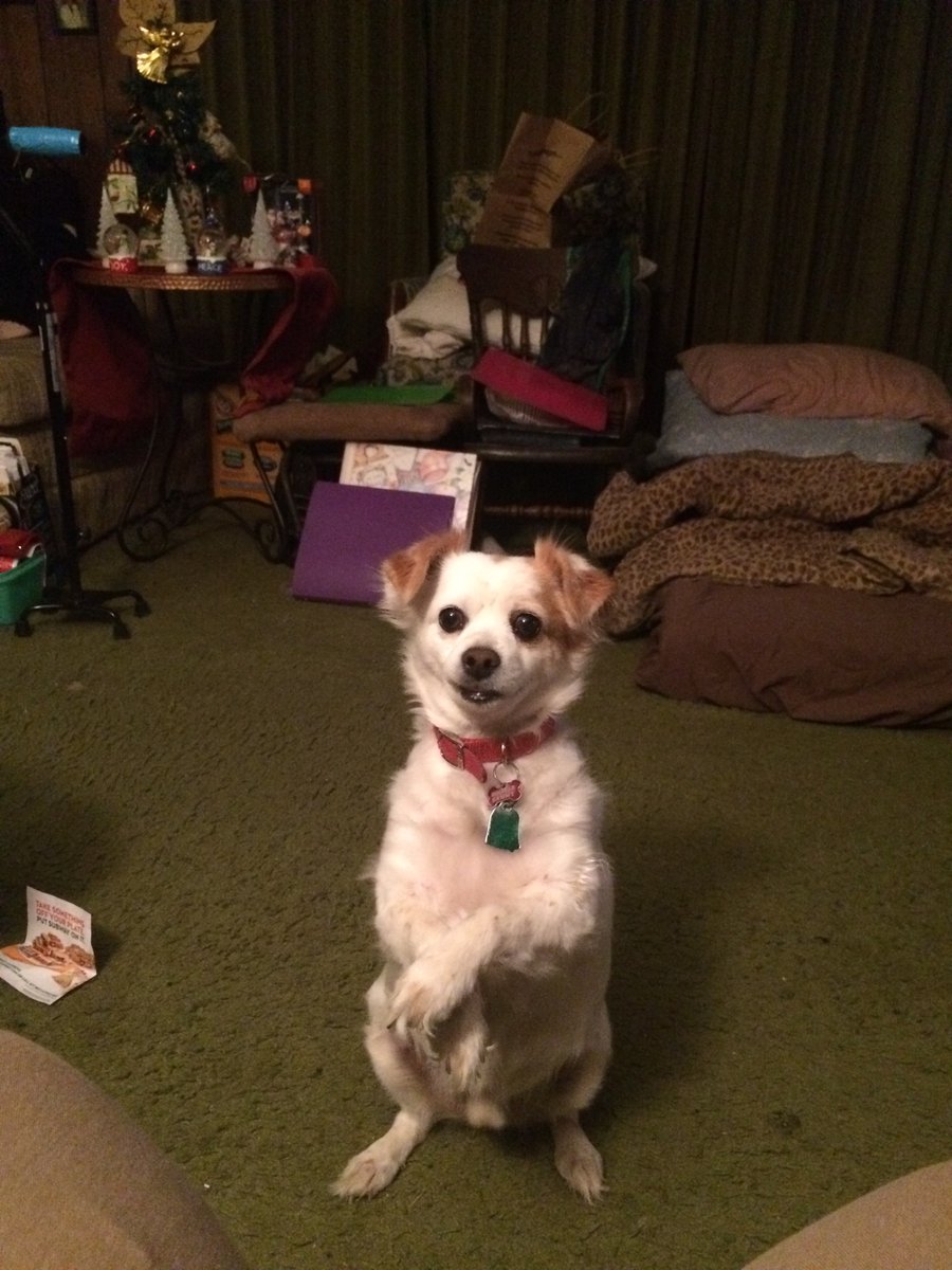 shuffalo5's tweet image. #1This is Sammy waiting for his hamburger from Braum’s.  He says now!!!
#2 This is Sammy’s Circus puppy routine.  He taught himself this trick.
He’s a long hair Chihuahua.