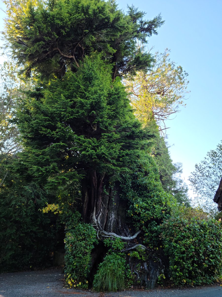 I'm 5'4' & only have to bend ever so slightly to enter that magical door... 

Western red cedar #TofinoBC #PNW