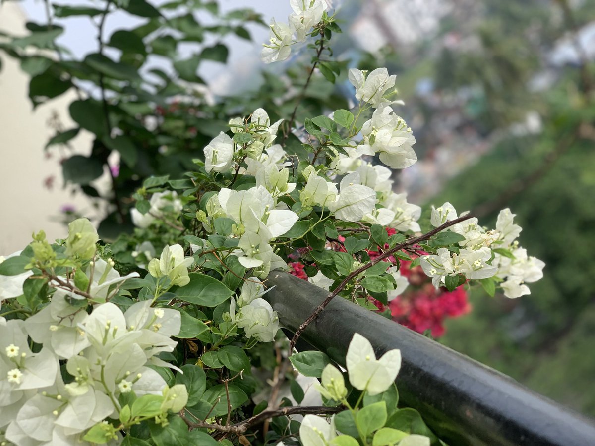 itssotweet's tweet image. These show offs say hello too:) #iphone #zeroedit