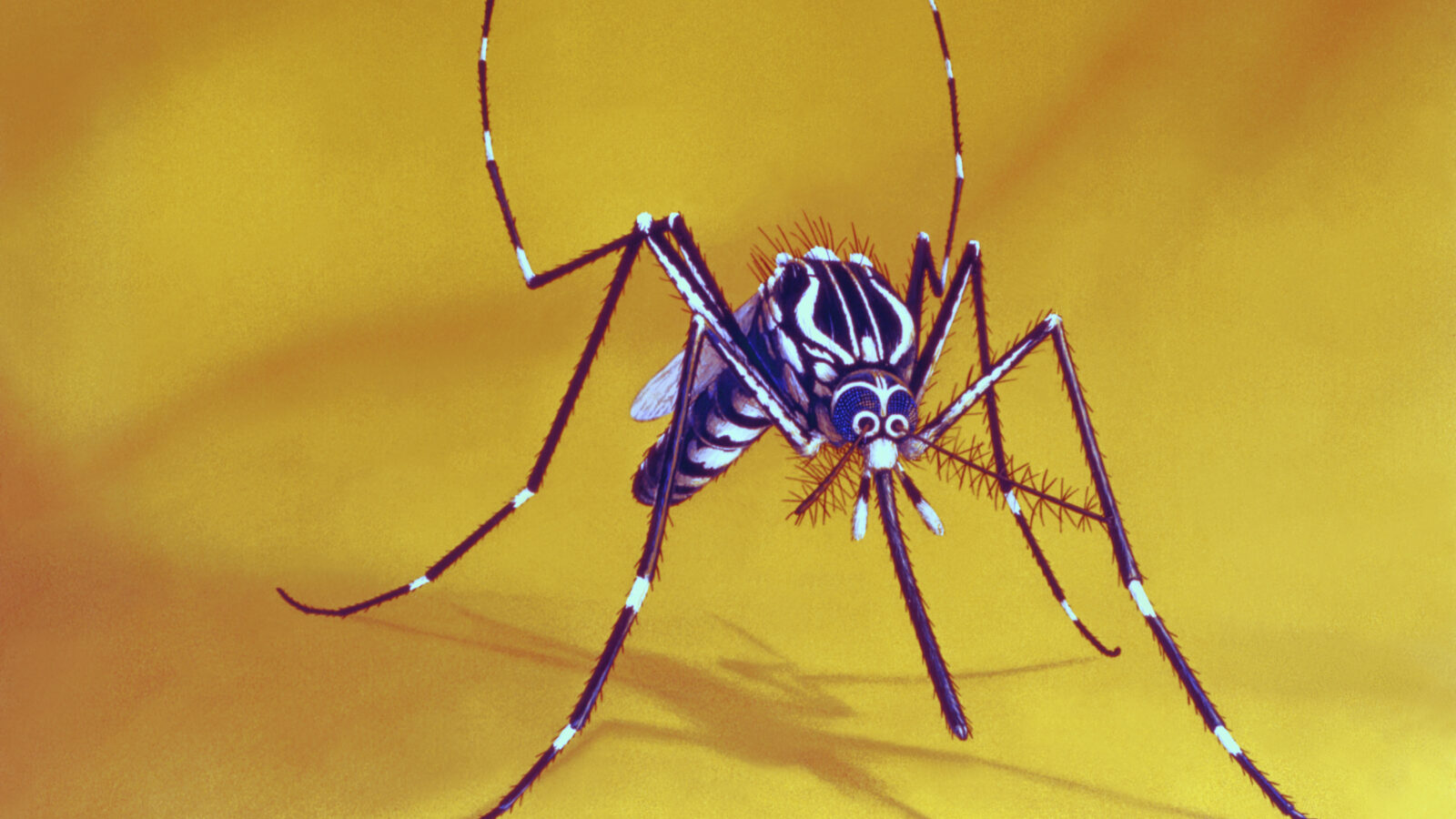 Aedes aegypti комар