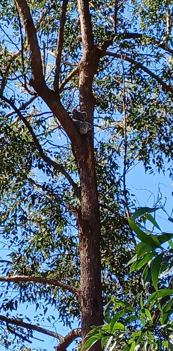 Diegoleivavdm's tweet photo. One more to the collection of Koalas chillin around Nathan campus @Griffith_Uni a little one having a nap 🐨 https://t.co/XkvXLeOtOA