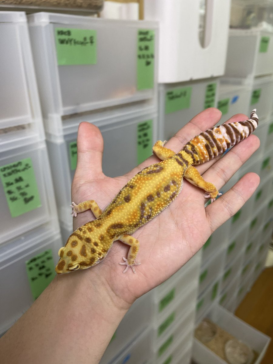okashinashippo1's tweet photo. 本日は祝日ですが通常営業します。

16~21時

 #21CB https://t.co/RqigjELdSP