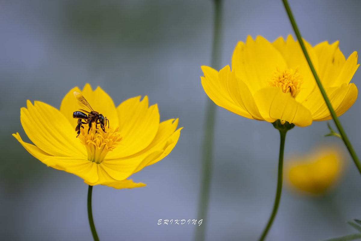 ErikDing868's tweet photo. #honeybee #bee  #savethebees #nature #honeybees #beesofinstagram  #pollen #macro #naturephotography #flowers #macrophotography #insects #pollinators #macroworld #macrobee #plants #entomology #bhfyp #macrophoto #sunflower #flowerphotography #love #canon #brilliance #perfection https://t.co/Ea7W7mpZGb