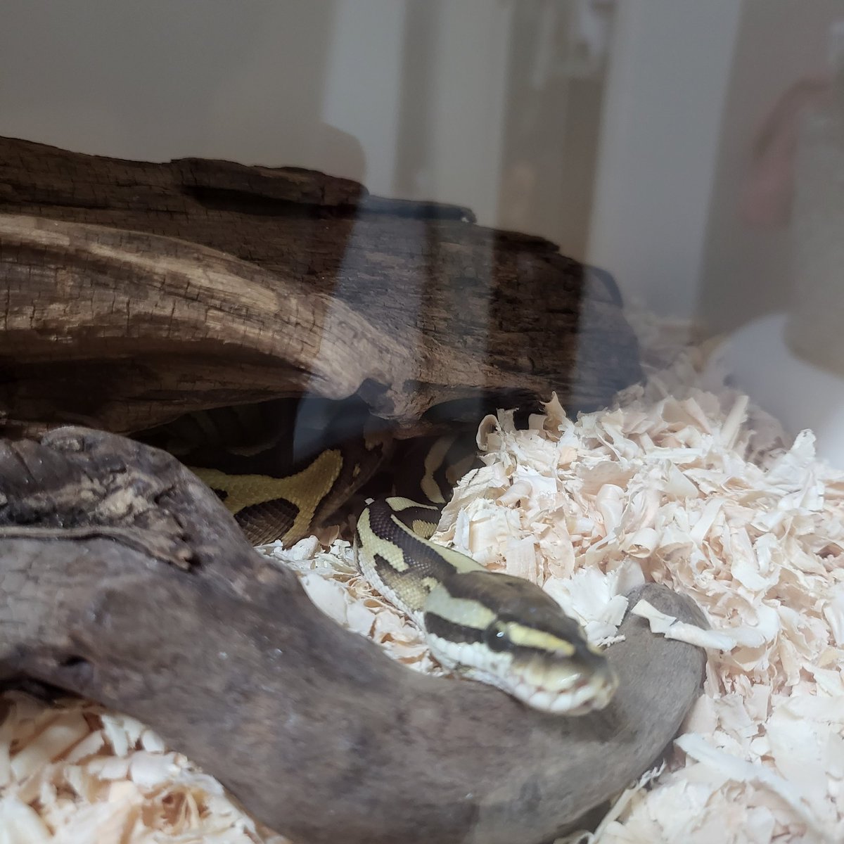 볼파이톤 귀여워