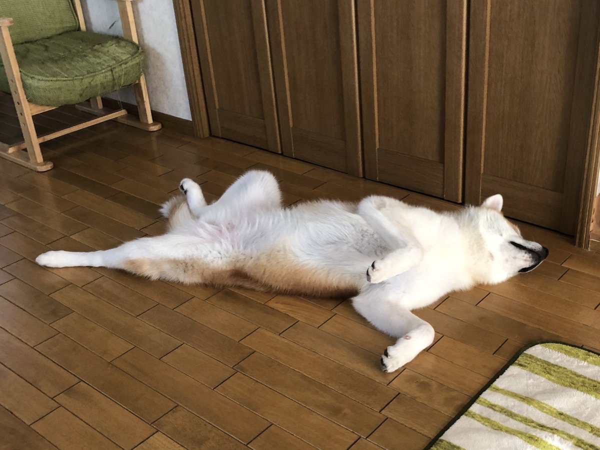 HANA_karan0301's tweet photo. じゃじゃーん‼���
＃秋田犬 https://t.co/CDYfehMR00