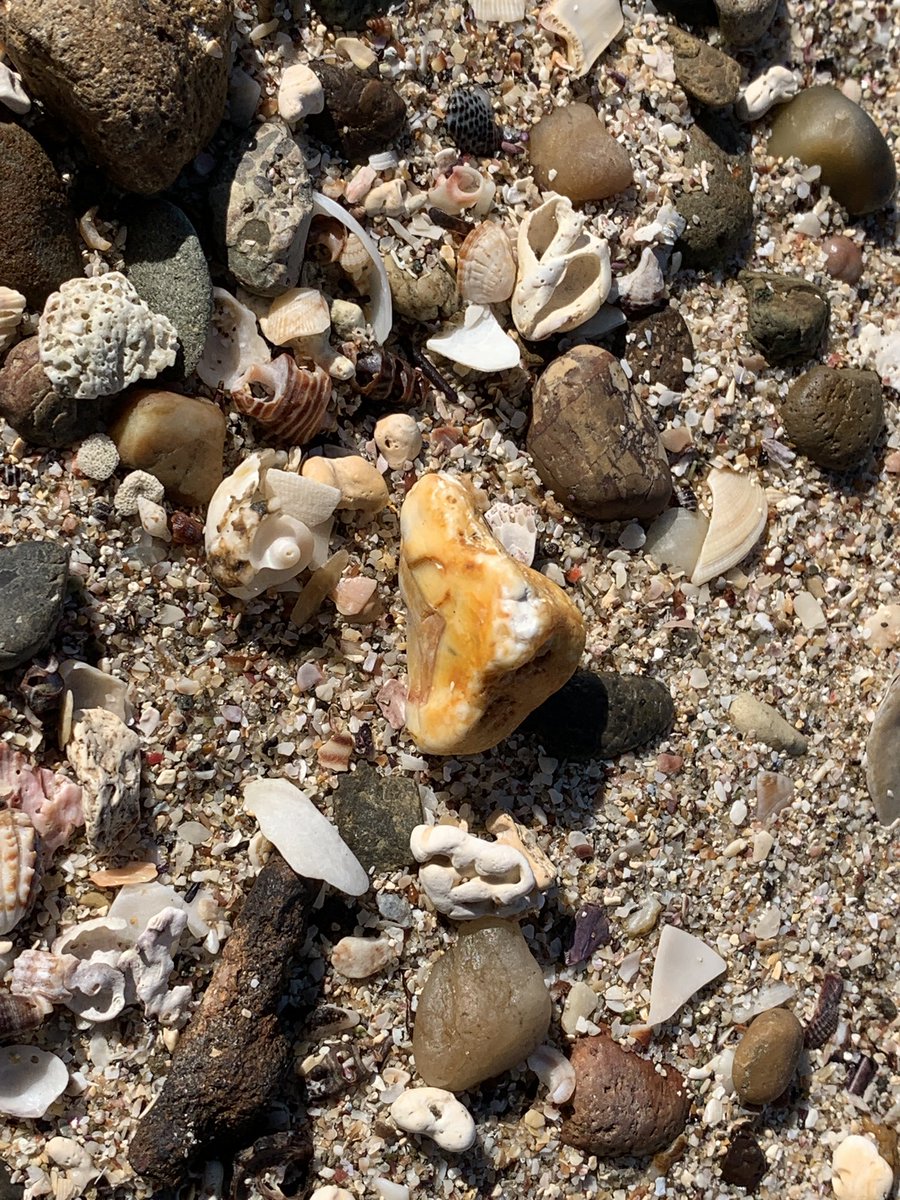 こっちん@アングスティデンス見つけ隊 (@angustidens7) / Posts / X