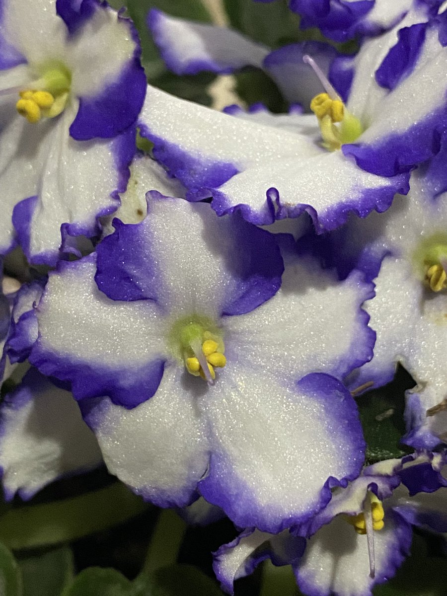 brend_guz's tweet photo. Las primeras flores que le regalaré a mi novio. 🥰 https://t.co/UYF1tysdA6