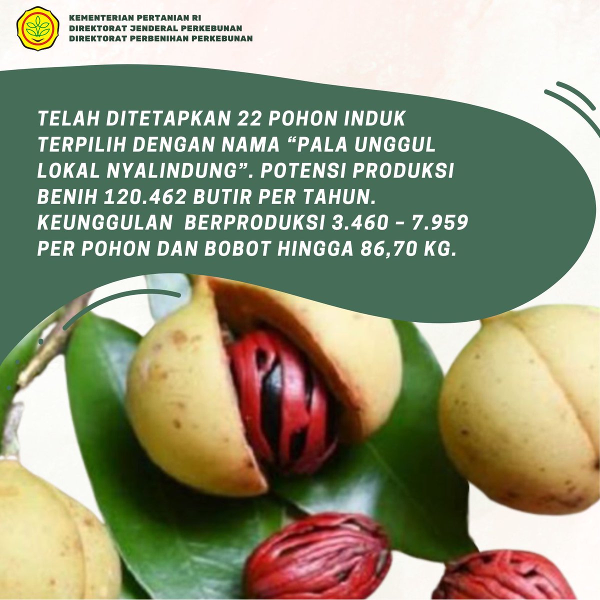 perbenihanbun's tweet photo. Kenalan dengan Pala Nyalindung yuk!

#perbenihanperkebunan
#benihunggulperkebunan
#benihunggulpala
#benihpala https://t.co/5lOMoYmrHB