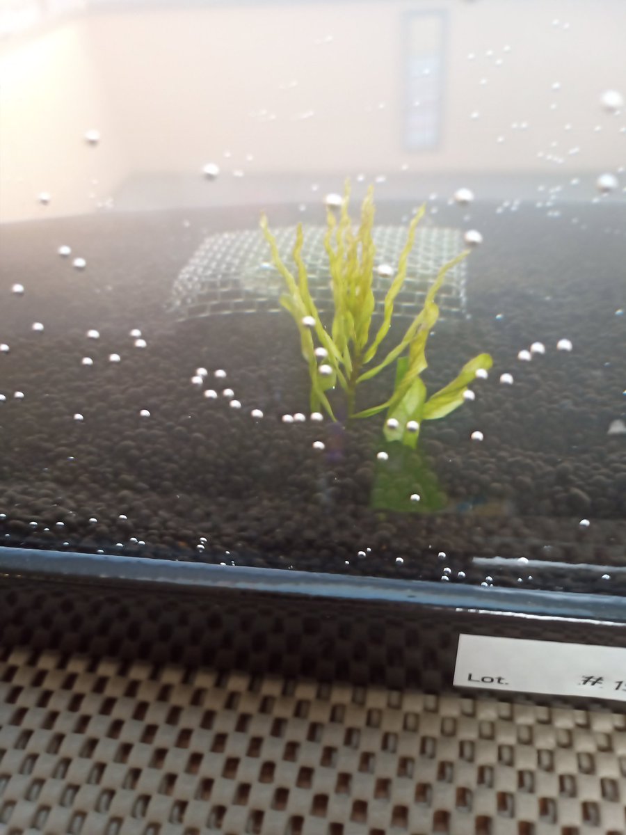 tarotaroloS's tweet photo. 新しい水槽。
ルドウィジア２種。

今続々と孵化してるアイスブレイクが泳ぐ予定。

ソイル粉とバクテリア剤で少し白いのはご愛嬌😋 https://t.co/Hw0OxErOh1