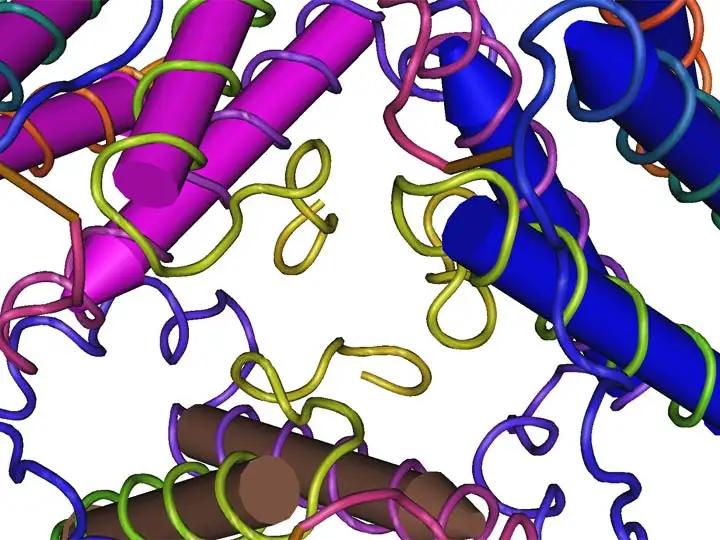 Leptin deficiency may come in another form, in which the body produces a dysfunctional protein that leads to extreme obesity, despite apparently high circulating levels of the hormone.