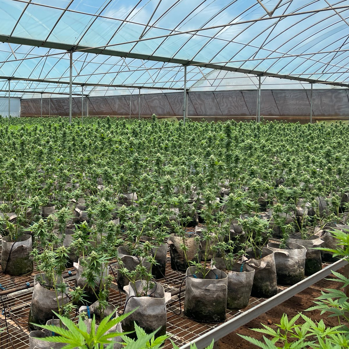 invegrow's tweet photo. HARVEST TIME for this Flower Production 🌳🎉 https://t.co/HsHAcsRTfh
