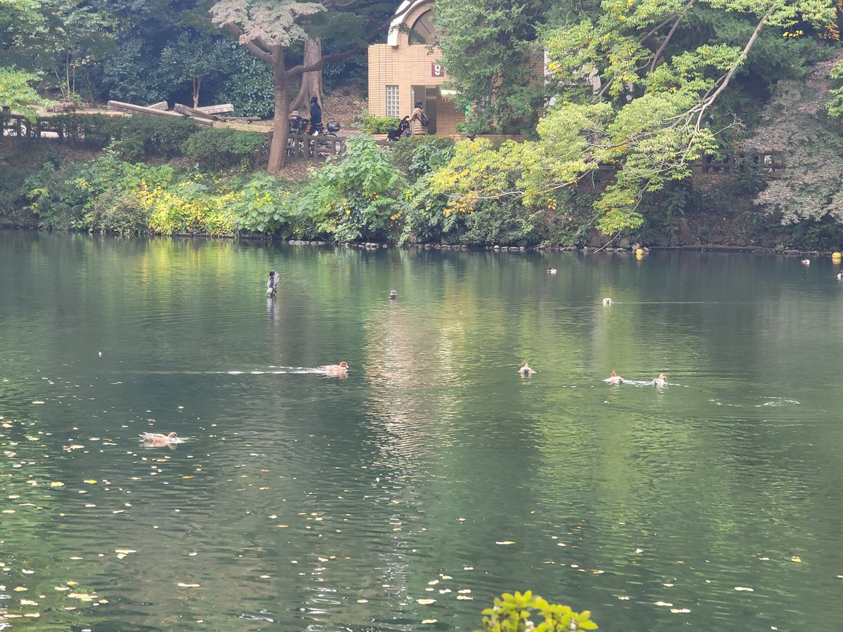 ghkdddevil's tweet image. 2022.10.26 ~ 2022.11.02
8일간의 도쿄여행 끝!