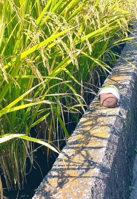 もち...ぬい... 