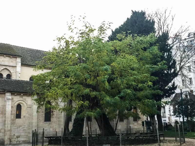 Alain Delavie (@alaindelavie) on Twitter photo Le robinier faux-acacia, plus vieil arbre de #Paris , représente l’Île-de-France pour le Concours « Arbre de l’année 2022 » <a href="/arbredelannee/">Arbre de l'Année</a> @aeviledefrance
pariscotejardin.fr/2022/11/le-rob… Le robinier faux-acacia, plus vieil arbre de #Paris , représente l’Île-de-France pour le Concours « Arbre de l’année 2022 » <a href="/arbredelannee/">Arbre de l'Année</a> @aeviledefrance
pariscotejardin.fr/2022/11/le-rob…