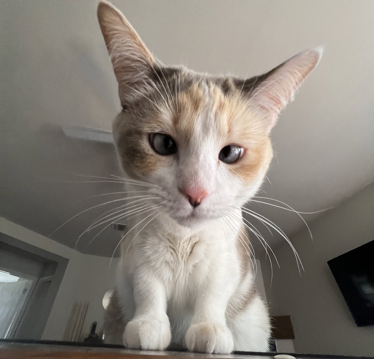 fatfatpankocat's tweet photo. I am no longer baby I want power https://t.co/Q9miuREggv