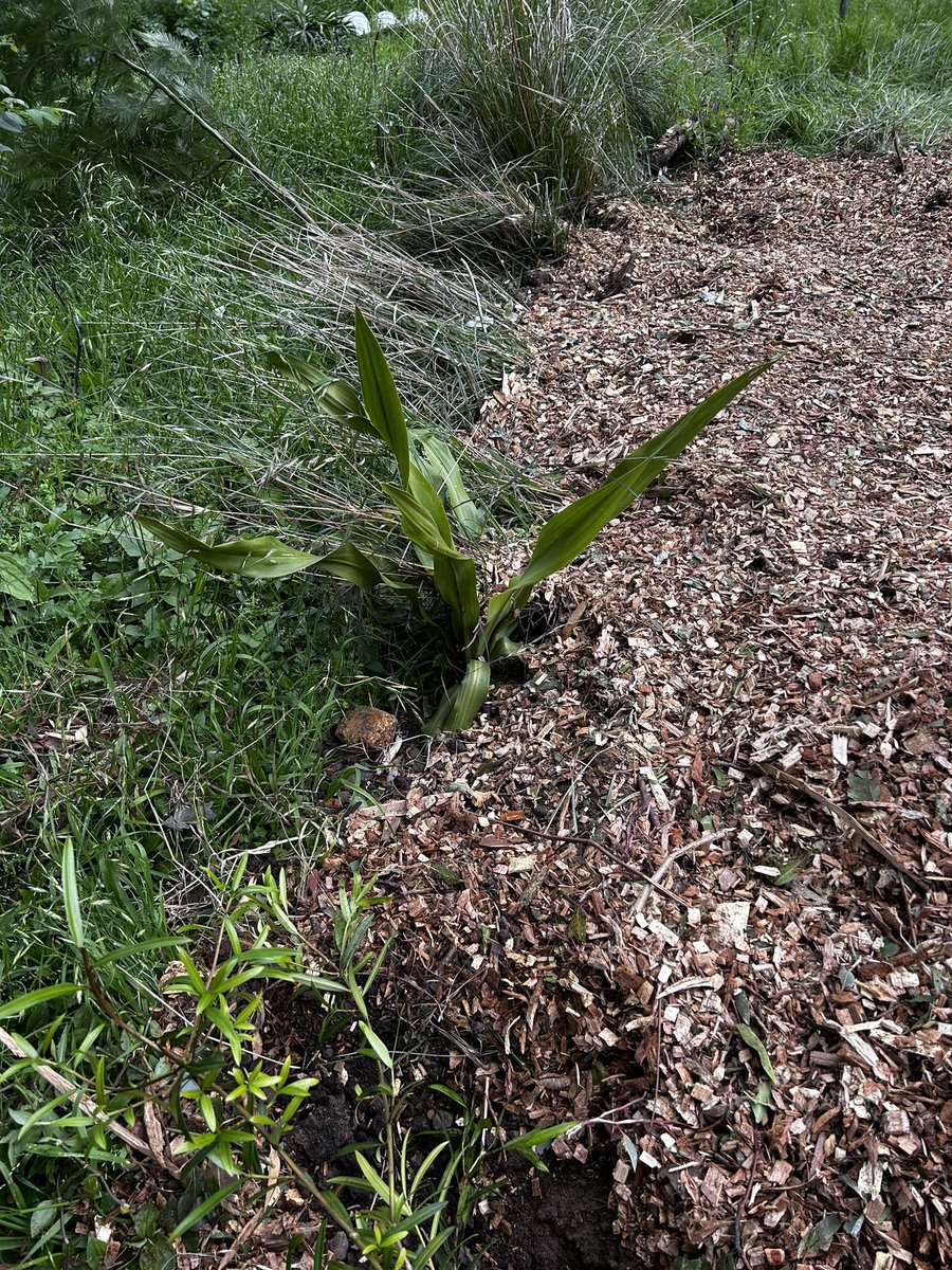 nickpmclaren's tweet photo. I mean seriously wtf @Wollongong_City - this is a registered #bushcare site admittedly overgrown, but your goons who built fake drainage & no footpath have absolutely trashed my long cared for natives.#Shame #concretethelotofit https://t.co/kENaPwC5Wa