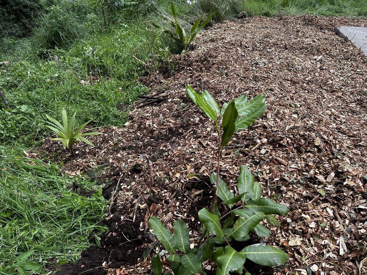 nickpmclaren's tweet photo. I mean seriously wtf @Wollongong_City - this is a registered #bushcare site admittedly overgrown, but your goons who built fake drainage & no footpath have absolutely trashed my long cared for natives.#Shame #concretethelotofit https://t.co/kENaPwC5Wa