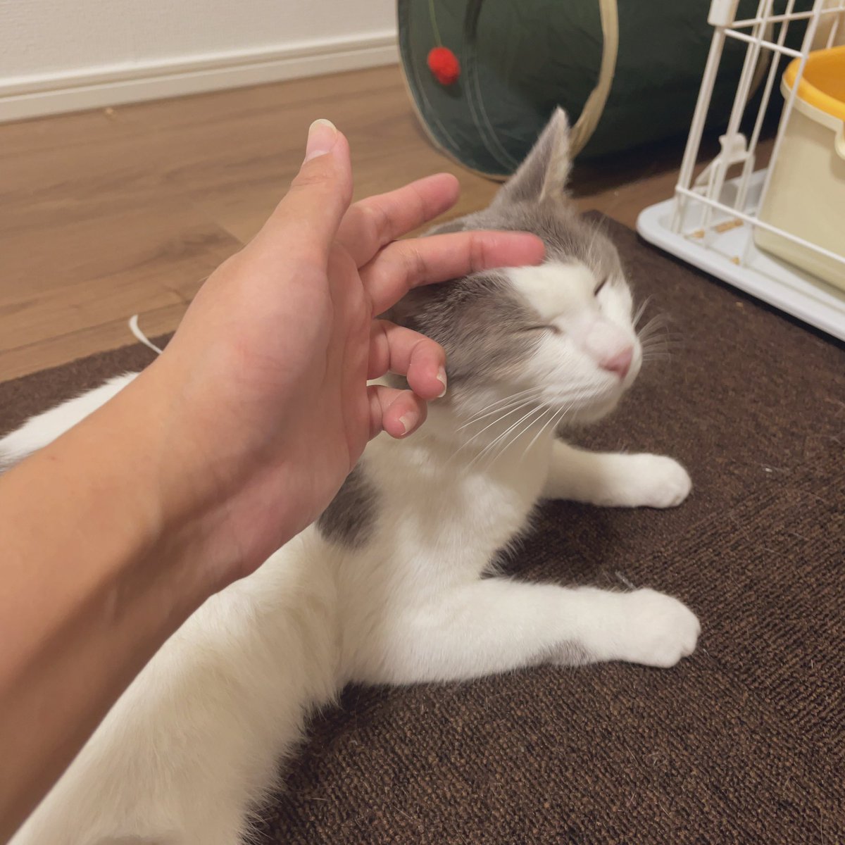 minami39_manga's tweet photo. 実は、1ヶ月ほど前から野良猫ちゃんを保護しておりました🐈
先程無事に里親さんである友達の家に引っ越ししました☺️
とってもあったかいご家庭なので安心。幸せにね☺️🤎 https://t.co/7mMaHvfWkj