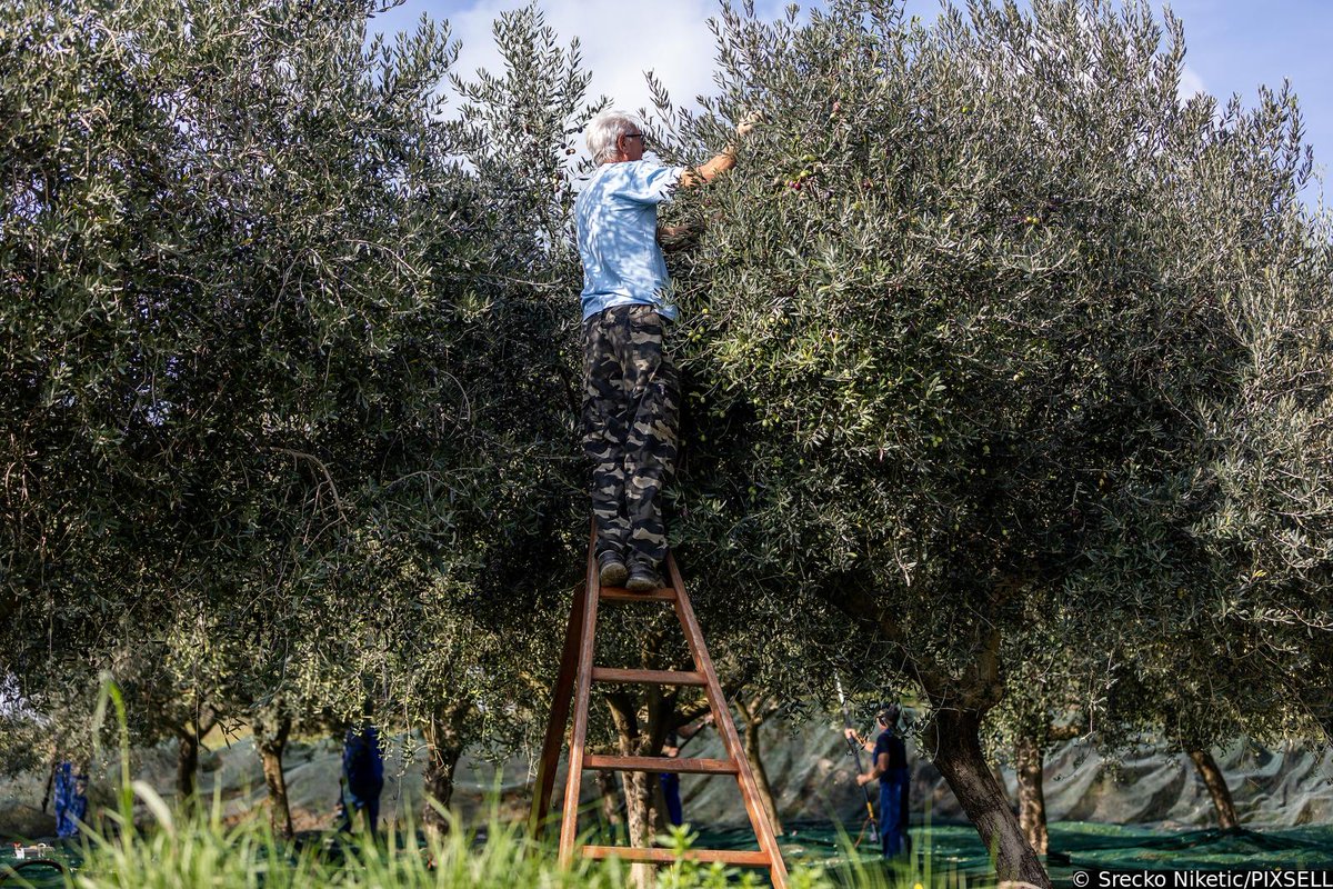 PIXSELL's tweet photo. Masline su spremne za berbu 🫒
https://t.co/XgYSjIxU9H
📸Srećko Niketić/PIXSELL
#maslina #olive #masline #olives #istra #istria #croatia #caosvima #berba #harvest #harvest2022 #oliveoil #food #nature #healthyfood #agriculture #organic https://t.co/gLVepHlcRF