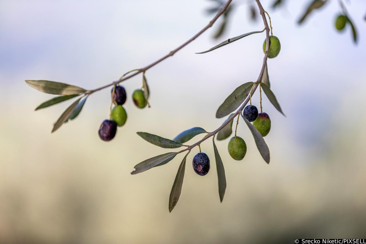 PIXSELL's tweet photo. Masline su spremne za berbu 🫒
https://t.co/XgYSjIxU9H
📸Srećko Niketić/PIXSELL
#maslina #olive #masline #olives #istra #istria #croatia #caosvima #berba #harvest #harvest2022 #oliveoil #food #nature #healthyfood #agriculture #organic https://t.co/gLVepHlcRF