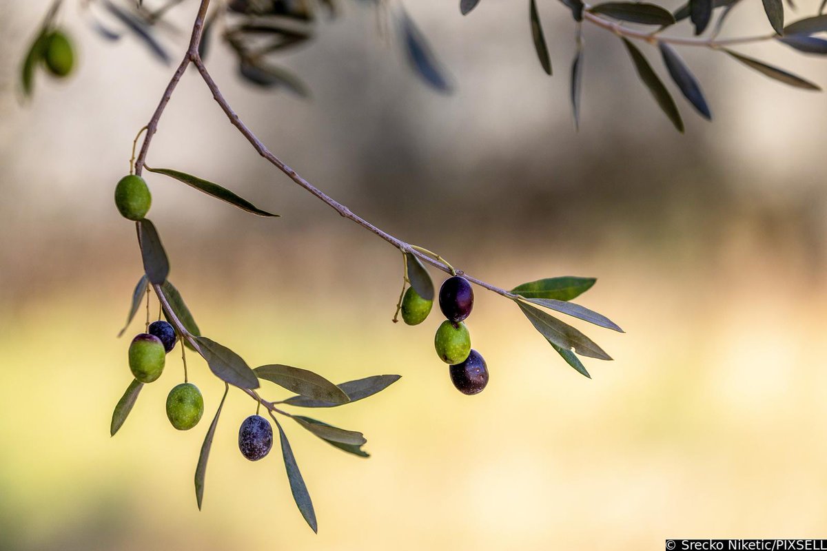 PIXSELL's tweet photo. Masline su spremne za berbu 🫒
https://t.co/XgYSjIxU9H
📸Srećko Niketić/PIXSELL
#maslina #olive #masline #olives #istra #istria #croatia #caosvima #berba #harvest #harvest2022 #oliveoil #food #nature #healthyfood #agriculture #organic https://t.co/gLVepHlcRF