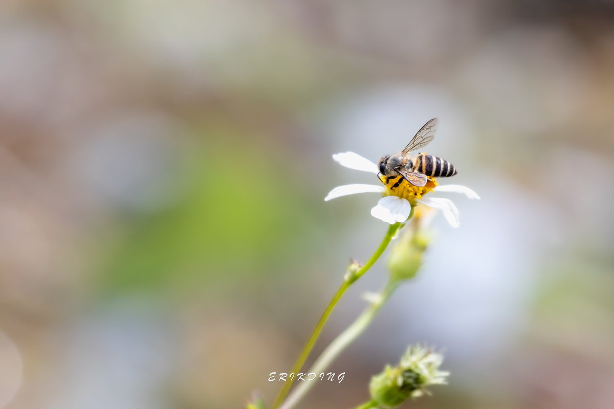 ErikDing868's tweet photo. #honeybee #bee #bees #savethebees #nature #honeybees #beesofinstagram  #pollen #macro #naturephotography #flowers #macrophotography #insects #pollinators #macroworld #macrobee #plants #entomology #bhfyp #macrophoto #Wild #flowerphotography #love #canon #brilliance #perfection https://t.co/CBGVInkX6g
