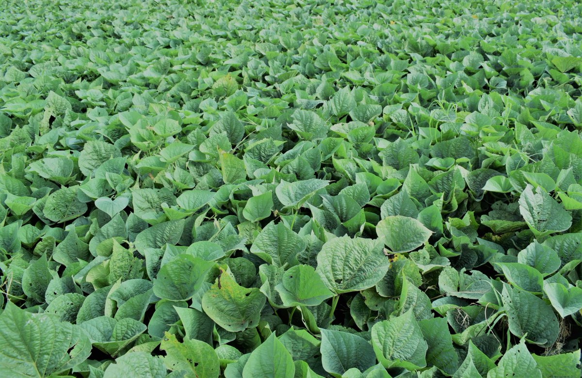 James Legg tweet media