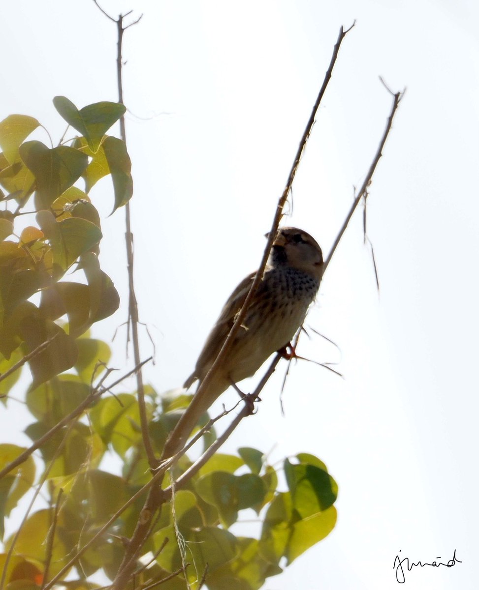 khan210174's tweet image. SPANISH SPARROW Passer hispaniolensis #Islamabad #october2020 #birdwatching #birdphotography #birds #birding #BirdTwitter @WWFPak #NatGeoEsp #natgeoindia #DiscoveryPlus #birdsofpakistan