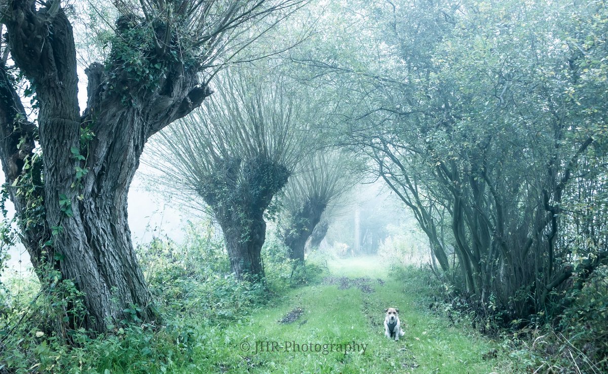 Knotwilgen, nevel en een eeuwenoud zandpad. Landschap als een schilderij in het Dommeldal. 📸 <a href="/photography_jhr/">JHR-Photography</a>