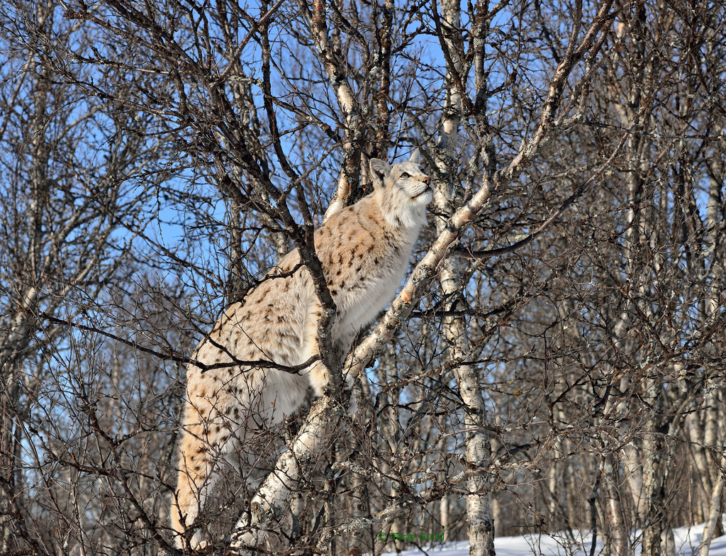 HourlyLynxes's tweet photo. HourlyLynxes presents: https://t.co/h2AS1peE6b