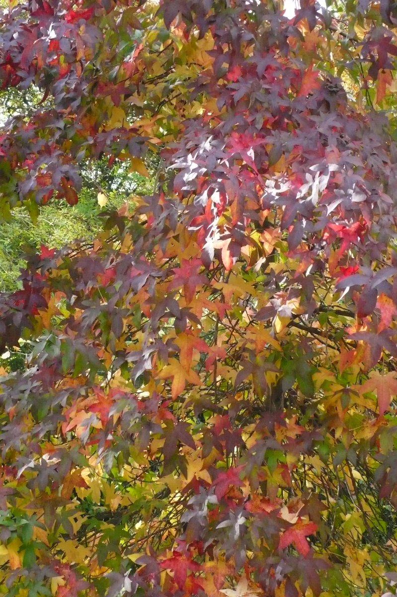 SLGardens's tweet photo. Liquidamber Festival almost the last tree to turn but making up for it by being a picture of all the autumn colours
#AutumnTrees #AutumnColour #NovemberJoy #GardenInspiration #Trees #YorkGarden https://t.co/pX1vguRSOt
